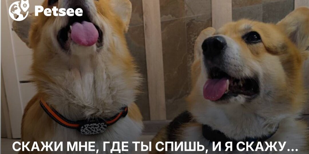 5 действительно странных мест, где спят собаки