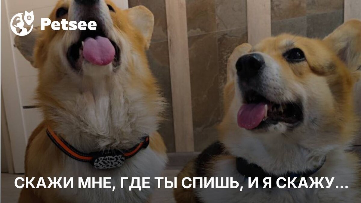 5 действительно странных мест, где спят собаки