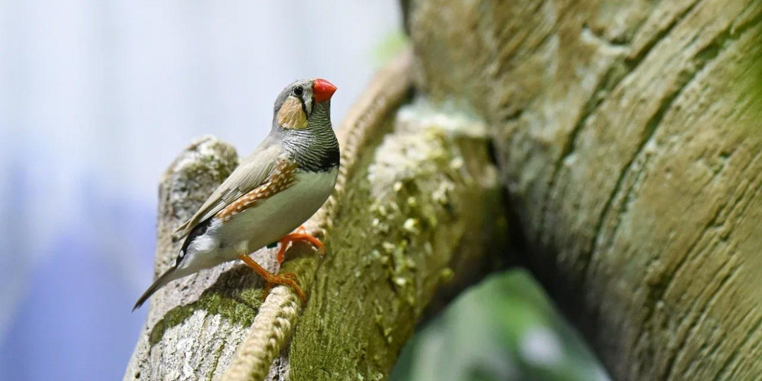 Замурованная жена и пернатые с мужским смехом: птичьи истории из тульского экзотариума
