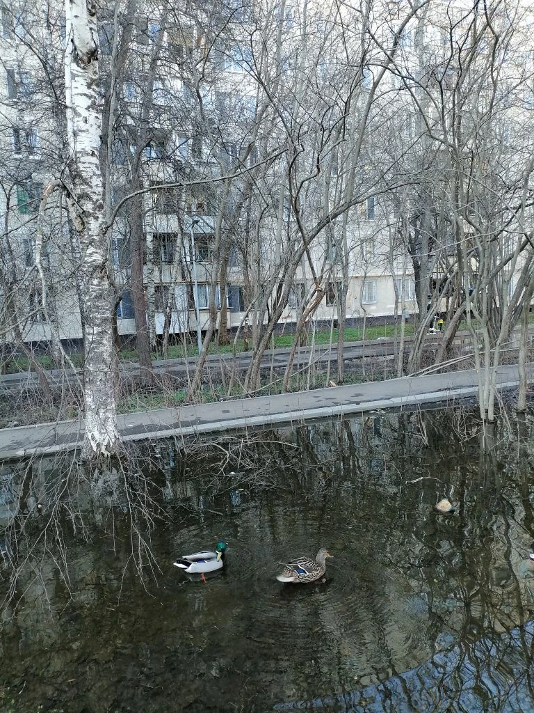 Малая дворовая лужа.