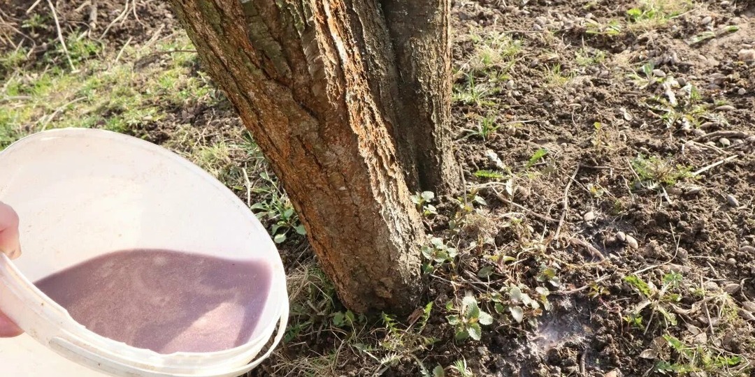 Первая подкормка яблони после зимы для большого урожая.