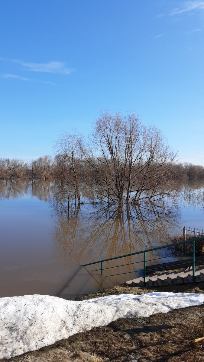 До паводка эти деревья стоят не в воде, а на суше.