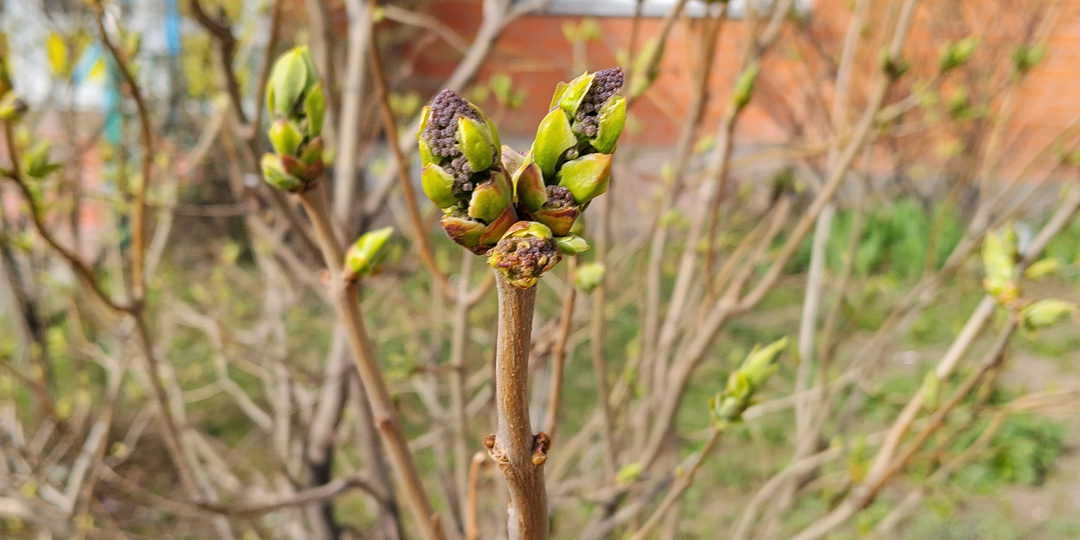 Бурлит весна, открывается сезон борьбы с борщевиком Сосновского