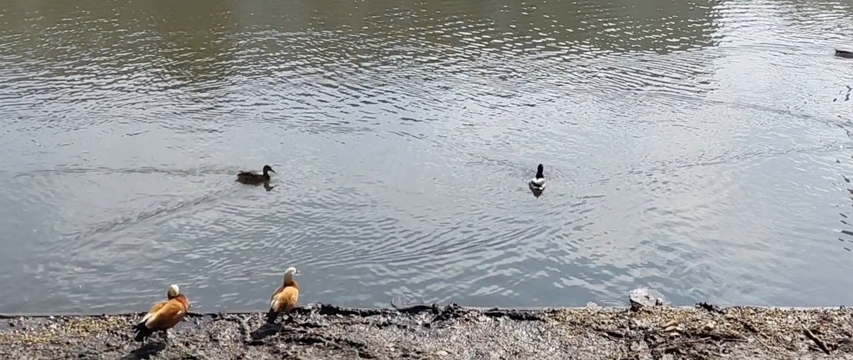 Весна на Мазиловском пруду 