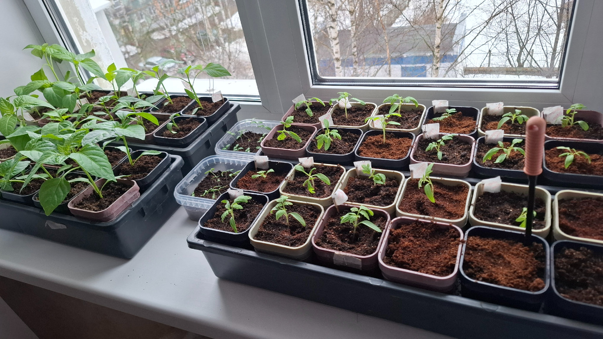 Перцы уже большие, но томатики их догонят и перегонят.