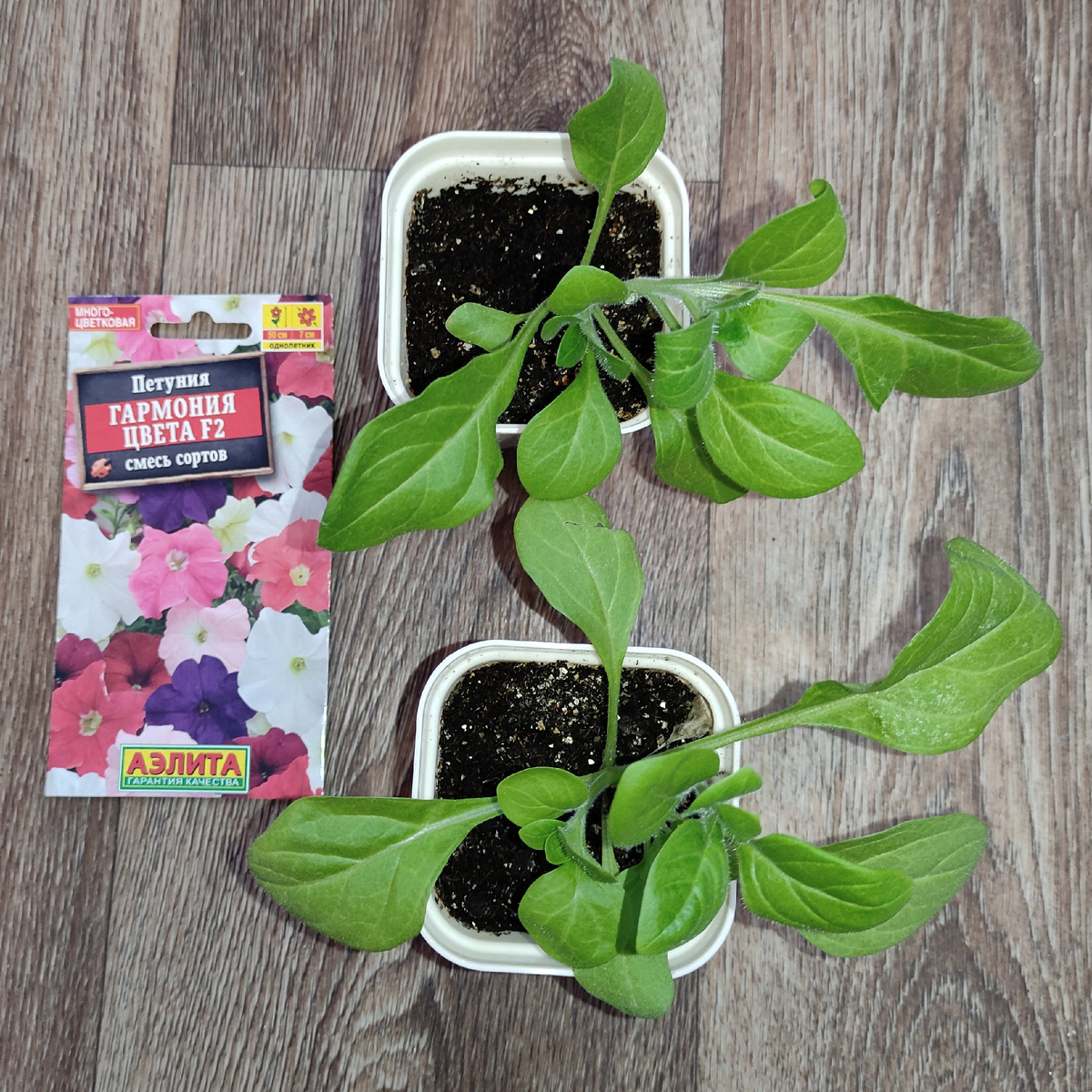 Петуния гармония цвета