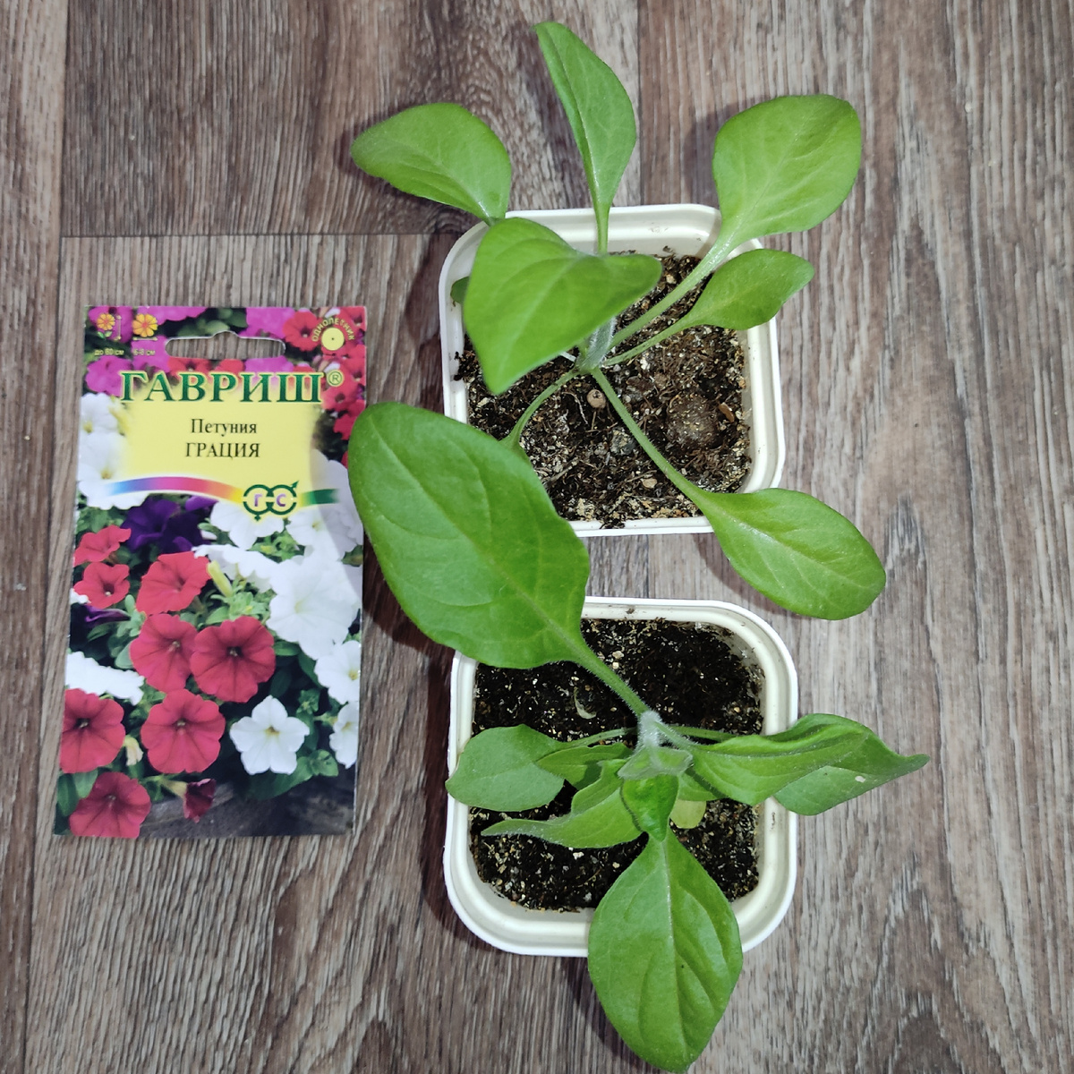 Петуния Грация