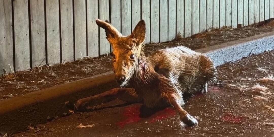 Красноярка спасла истекающую кровью косулю