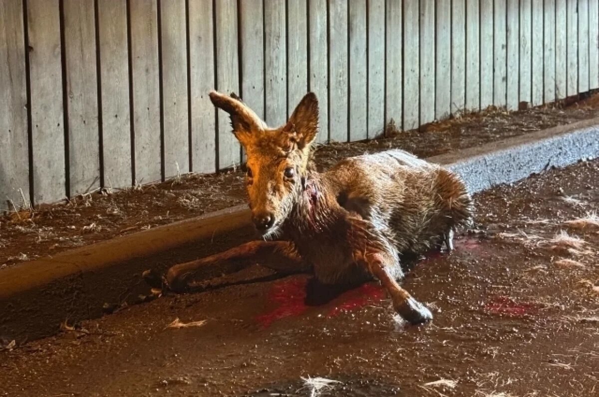    Красноярка спасла истекающую кровью косулю