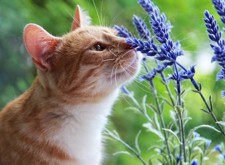 Весна — время влюбляться в жизнь