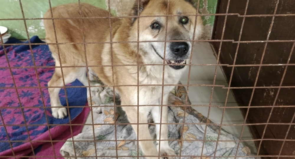 Бабай, Лорд и Адам. Аксакалы живы. Новости из лазарета