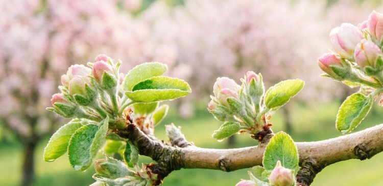    Фото: Медведева Анна, AgroXXI.ru