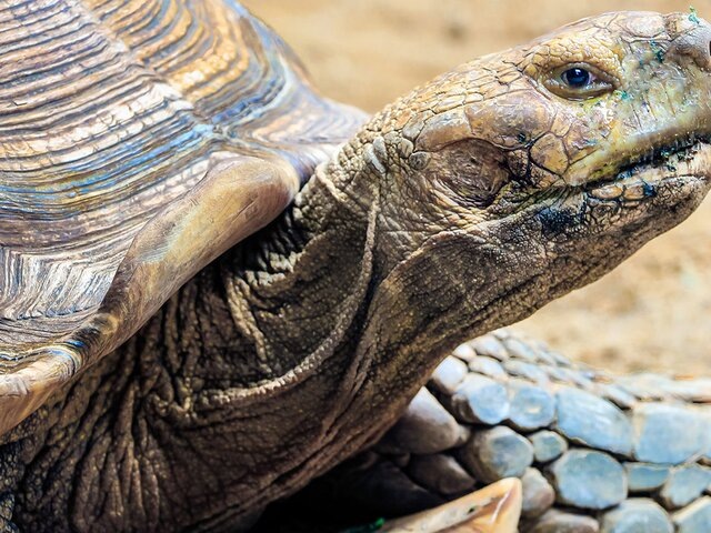    Фото: 123RF.com/joey333