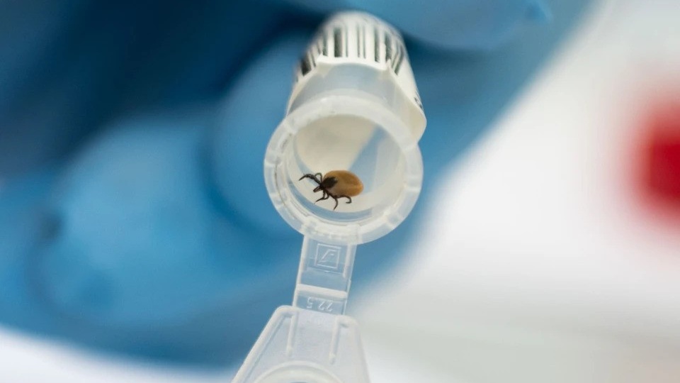 В Иркутской области от клещей пострадали 23 человека, в том числе 8 детей