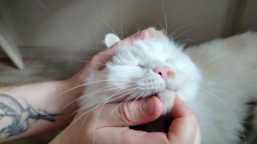    Фото: progorod43.ru