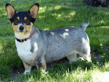 В первую очередь вам поможет это понять состояние шерсти самого питомца. Когда приходит время подстричь собаку, появляется неприятный и устойчивый запах псины. Именно этот запах свидетельствует о том, что от шерсти пришла пора избавиться. Наличие колтунов на теле вашего домашнего питомца – тоже весомый аргумент в пользу стрижки. Но мастера не рекомендуют доводить до такого плачевного состояния. Большинство собак необходимо подстригать каждые два месяца, а те породы, которые обладают внушительной шевелюрой, стоит подвергать процедуре стрижки ещё чаще.