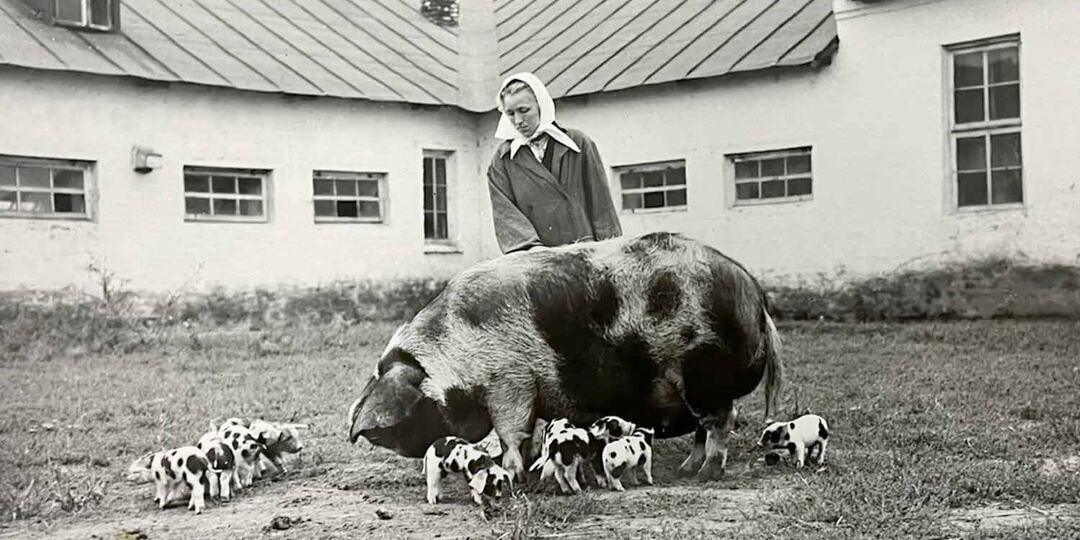 Легендарные свиньи Каликино