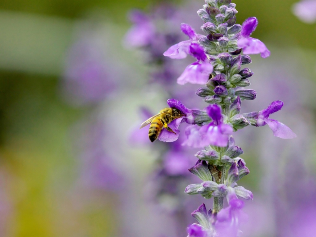 Шалфей — это уникальное сочетание практической пользы и эстетики, способное превратить обычную грядку в изысканный аптекарский огород или стильный элемент современного ландшафта.