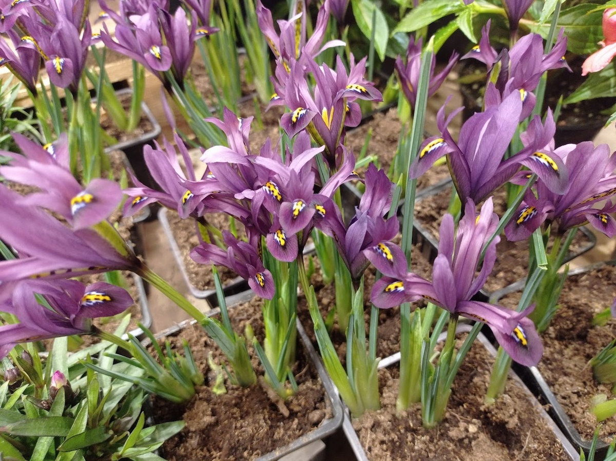 Мини ирисы. Посадила такие на горку, не знаю, вырастут ли?