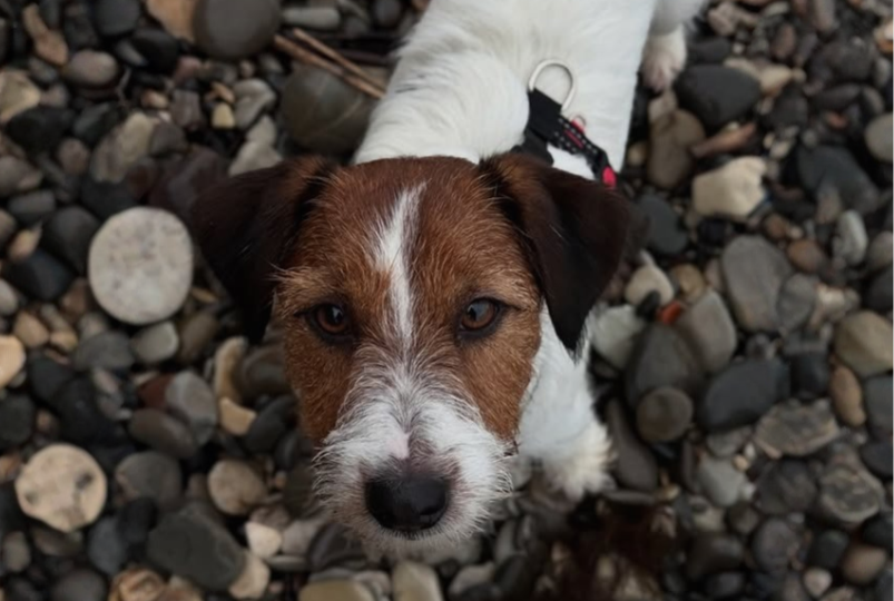 На что способен мозг джек-рассела: трюки, которым я научила Алтая (и чему он научил меня)