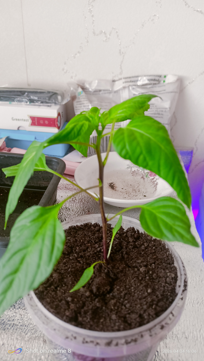 Перец бараний рог.