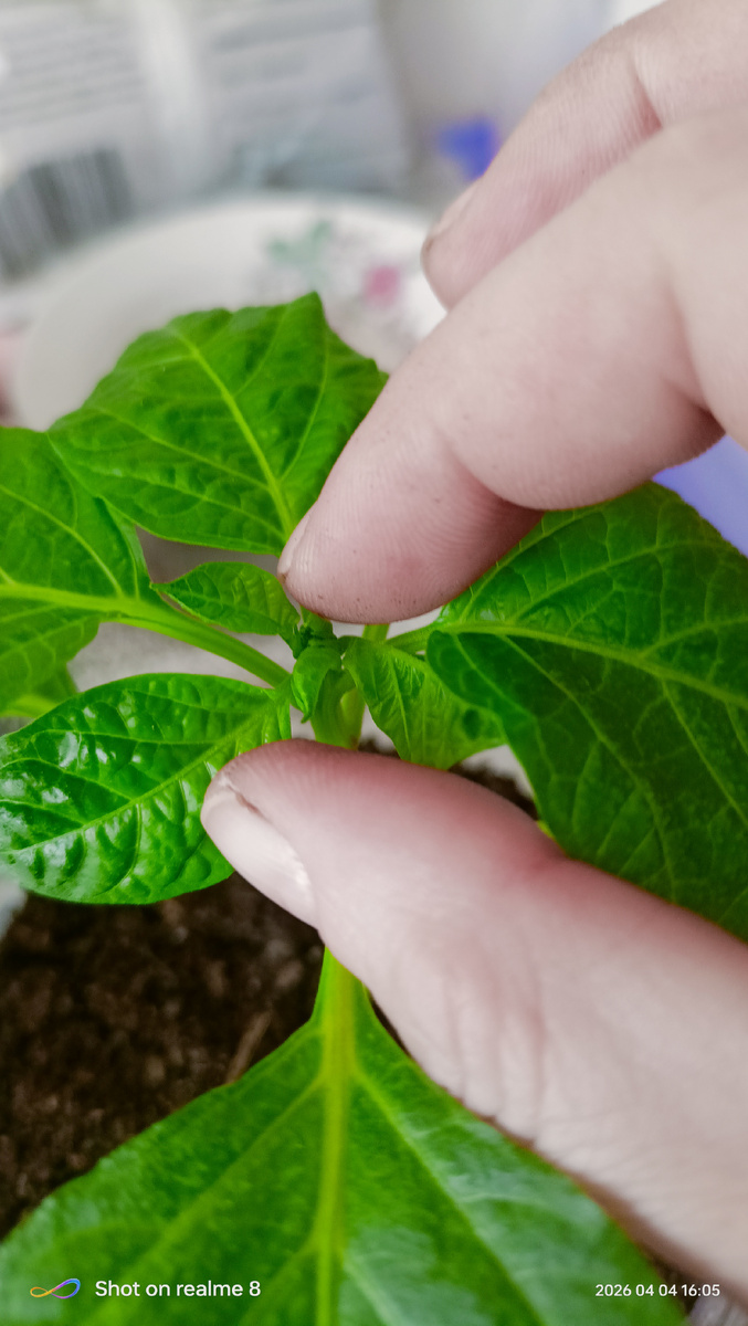 Зачатки бутонов 😏