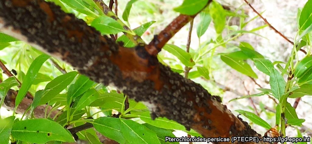 Возможные (неточные) изображения вредителя