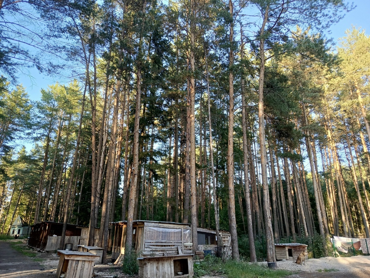 А в городе том сад - всё сосны, да цветы...