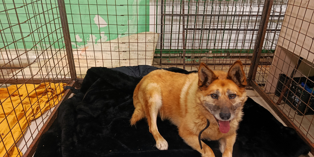 У нас в приюте пополнение, да не простое - а повод для воспоминаний