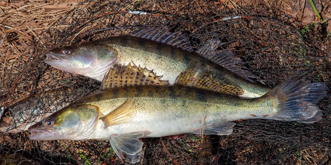 Жор судака в апреле! Как не пропустить отличный клёв