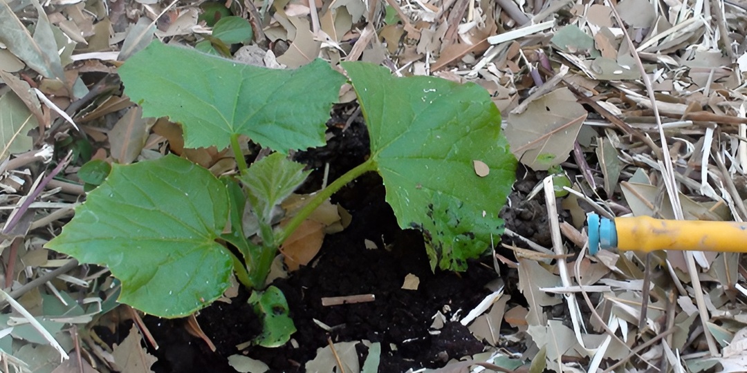 Когда сажать огурцы в 2026 году по Лунному календарю: подробная инструкция для огородников