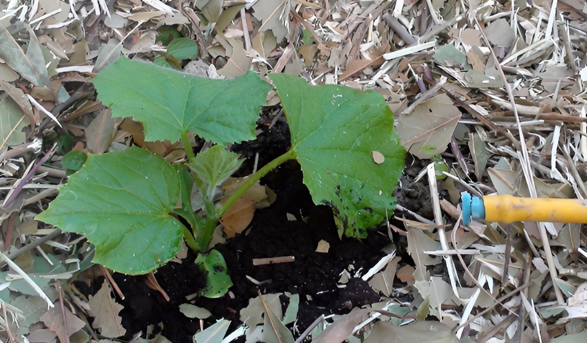 Когда сажать огурцы в 2026 году по Лунному календарю: подробная инструкция для огородников. Фото автора