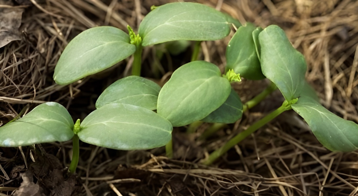 Когда сажать огурцы в 2026 году по Лунному календарю: подробная инструкция для огородников