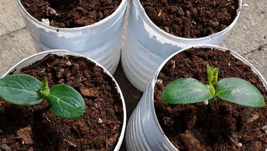 Когда сажать огурцы в 2026 году по Лунному календарю: подробная инструкция для огородников. Фото автора