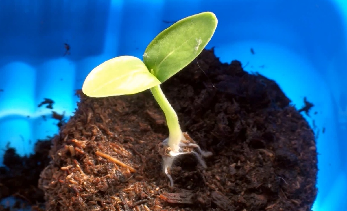 Когда сажать огурцы в 2026 году по Лунному календарю: подробная инструкция для огородников. Фото автора