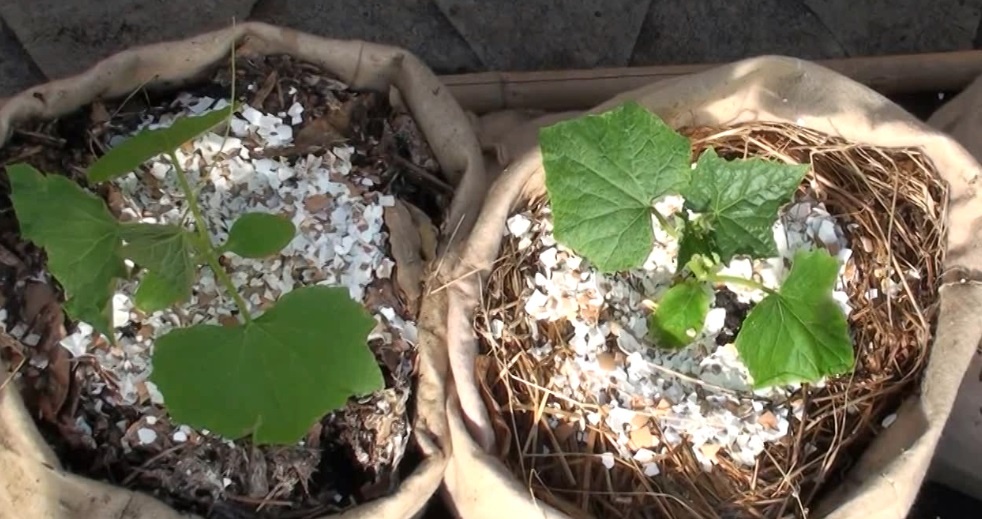 Когда сажать огурцы в 2026 году по Лунному календарю: подробная инструкция для огородников. Фото автора