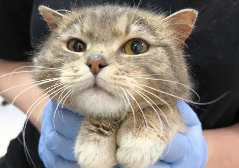 Москвичи! Молодой котик жил на улице после того как его выставили хозяева