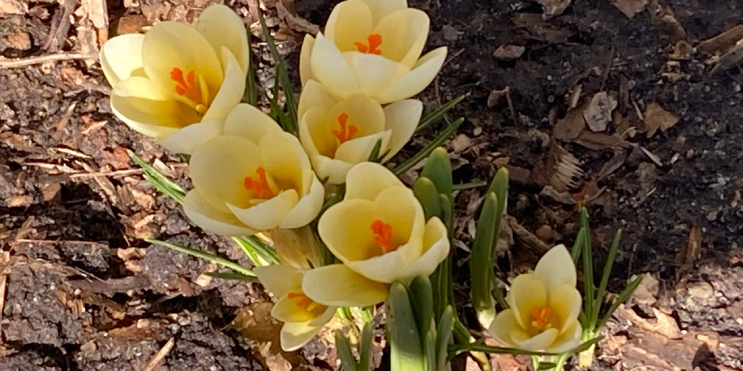 Крокусовое торжество и все все все!