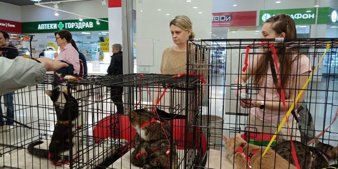 Зоофестиваль #найдидруга_4апреля встречает гостей