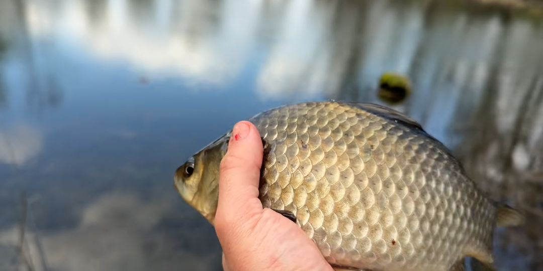 Весенняя рыбалка: простые советы, которые помогут наловить крупных карасей
