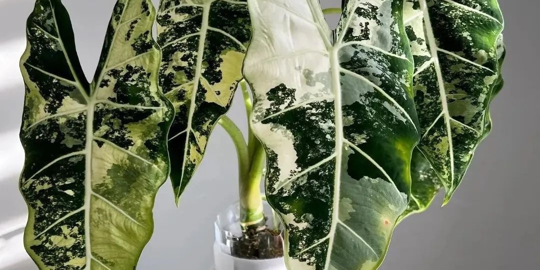 Как вырастить роскошную алоказию дома: советы, которые опытные цветоводы обычно узнают только с годами