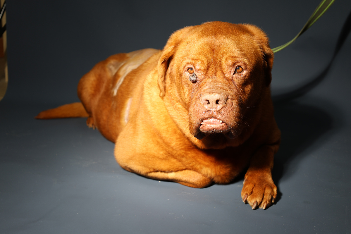  Его существование — это не радостные прогулки и игры, а бесконечная борьба, ежедневный приём лекарств и постоянный контроль за состоянием, которое может ухудшиться в любой момент.