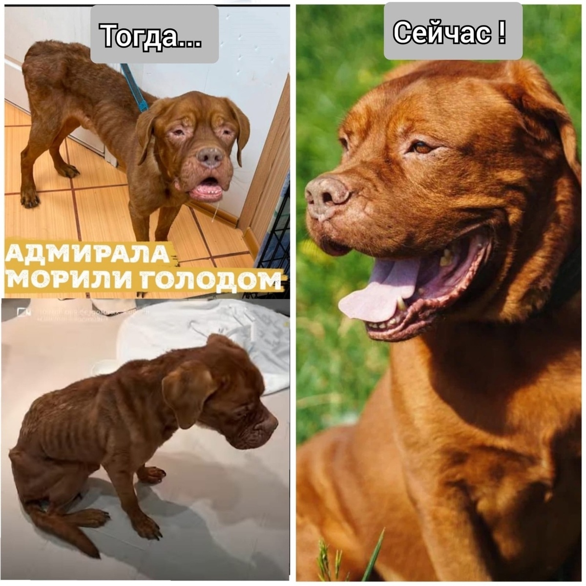 Долгие месяцы лечения и заботы позволили вернуть его к жизни.