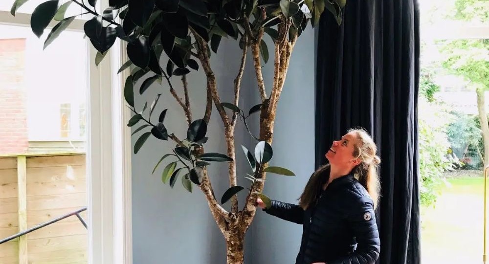 Как правильно обрезать фикус эластика, чтобы он стал пышным: приём, который превращает один ствол в красивое дерево