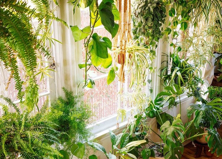 Подкормка для комнатных растений почти даром: простые средства, которые работают не хуже удобрений из магазина