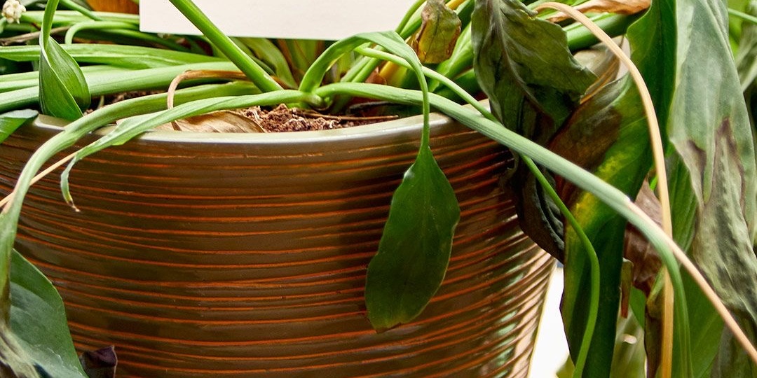 Пересадила растение — а листья повисли как тряпочки: что на самом деле происходит и как спасти цветок