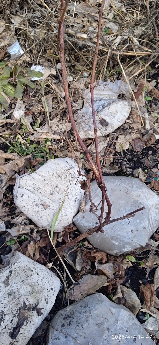 Тот самый отросток.