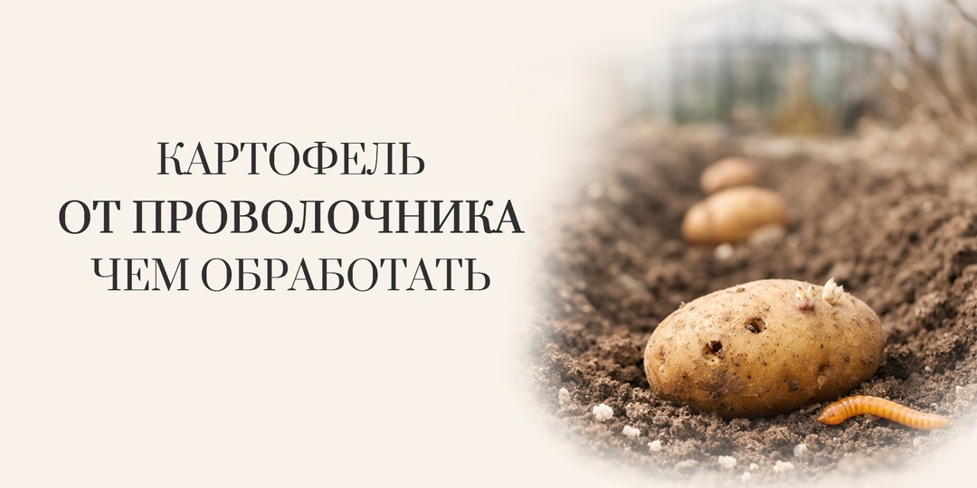 Чем обработать картофель перед посадкой от проволочника: рабочая схема по шагам и точные дозировки
