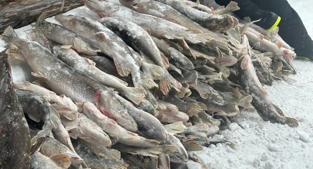 «Сложили штабелями, как дрова»: тагильчане похвастались уловом в 500 килограммов