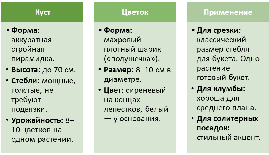 Характеристики астры «Кварцевая башня»